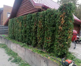 Pjaunu medžius, gyvatvores, tujas ir kitą augmeniją / Darius Rimšelis / Darbų pavyzdys ID 3730431