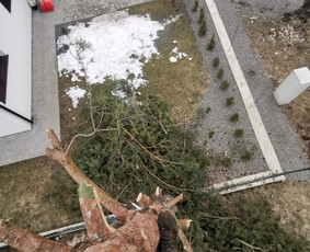 Medžių genėjimas, pjovimas - Avarinių medžių pjovimas - 3 Avarinių medžių pjovimas - Medžių genėjimas, pjovimas - 3