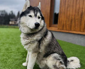 Naminių gyvūnų viešbutis ir kirpykla Prie Vilnelės / Prie Vilnelės / Darbų pavyzdys ID 3733319