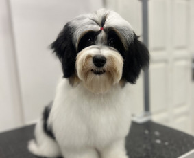 Šunų, kačių kirpyklos - Šuniukų/ kačių grožio salonas, šunų kirpėja - 2