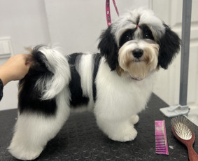 Šunų, kačių kirpyklos - Šuniukų/ kačių grožio salonas, šunų kirpėja - 3