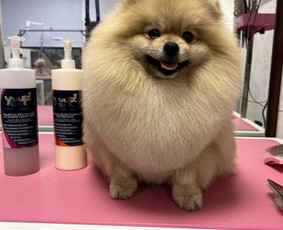 Šunų, kačių kirpyklos - Šuniukų/ kačių grožio salonas, šunų kirpėja - 4