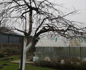 Vaismedžių genėjimas - Vaismedžių genėjimas, priežiūra, konsultacijos (ind.veikla) - 4