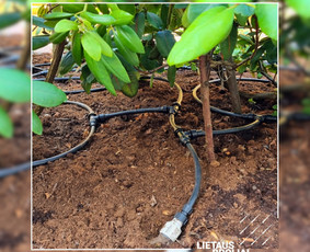 Šiltnamio laistymo sistemos - Automatinės Laistymo Sistemos - 1