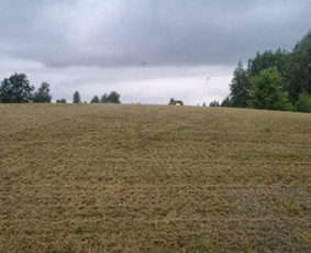 Žolės Pjovimas / Žemės darbai / Aplinkos priežiūra / MB Edtra / Darbų pavyzdys ID 3744005