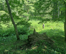 Žolės Pjovimas / Žemės darbai / Aplinkos priežiūra / MB Edtra / Darbų pavyzdys ID 3744025