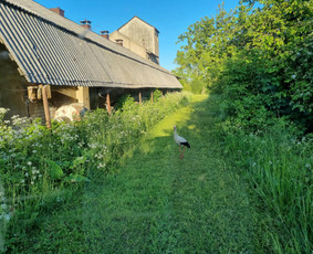 Žolės Pjovimas / Žemės darbai / Aplinkos priežiūra / MB Edtra / Darbų pavyzdys ID 3744499