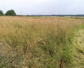 Žolės Pjovimas / Žemės darbai / Aplinkos priežiūra - Pievų šienavimas - 1 Pievų šienavimas - Žolės Pjovimas / Žemės darbai / Aplinkos priežiūra - 1