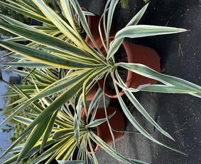 Kalėdinių Dekoracijų Nuoma / JUNGLE FLORA / Darbų pavyzdys ID 3747315