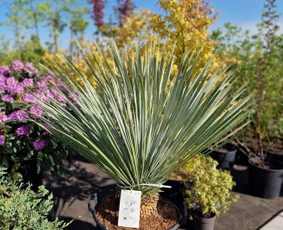 Kalėdinių Dekoracijų Nuoma / JUNGLE FLORA / Darbų pavyzdys ID 3747319