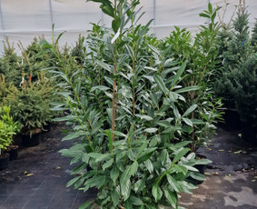 Kalėdinių Dekoracijų Nuoma / JUNGLE FLORA / Darbų pavyzdys ID 3747321