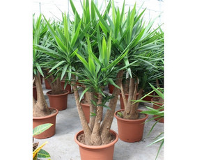 Kalėdinių Dekoracijų Nuoma / JUNGLE FLORA / Darbų pavyzdys ID 3747325