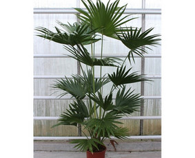 Kalėdinių Dekoracijų Nuoma / JUNGLE FLORA / Darbų pavyzdys ID 3747327