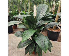 Kalėdinių Dekoracijų Nuoma / JUNGLE FLORA / Darbų pavyzdys ID 3747329