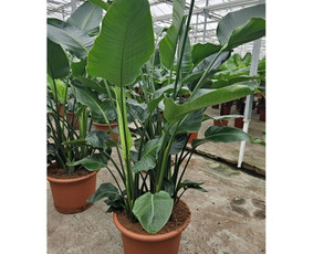 Kalėdinių Dekoracijų Nuoma / JUNGLE FLORA / Darbų pavyzdys ID 3747331