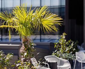Kalėdinių Dekoracijų Nuoma / JUNGLE FLORA / Darbų pavyzdys ID 3747337