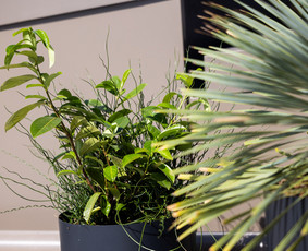 Kalėdinių Dekoracijų Nuoma / JUNGLE FLORA / Darbų pavyzdys ID 3747343