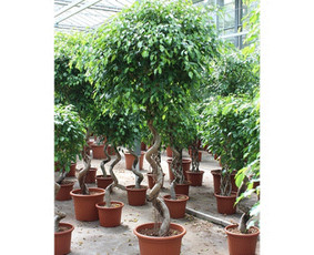 Kalėdinių Dekoracijų Nuoma / JUNGLE FLORA / Darbų pavyzdys ID 3747383