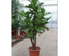 Kalėdinių Dekoracijų Nuoma / JUNGLE FLORA / Darbų pavyzdys ID 3747385