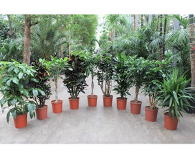 Kalėdinių Dekoracijų Nuoma / JUNGLE FLORA / Darbų pavyzdys ID 3747387