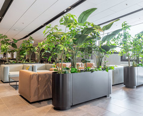 Augalų nuoma - Augalų Nuoma _ Augalų Dekoracijų Nuoma_renginių Dekoro Nuoma - 1