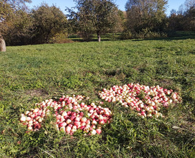 Obuolių sultys - Prekyba - 3 Prekyba - Obuolių sultys - 3