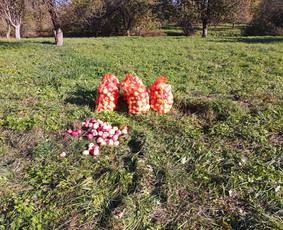 Obuolių sultys - Prekyba - 2 Prekyba - Obuolių sultys - 2