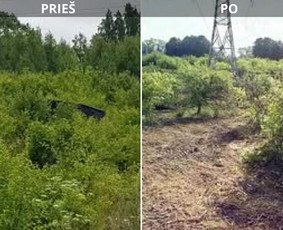 Operatyvus kelmų ir krūmų frezavimas visoje Lietuvoje ! - Šakų išvežimas - 3 Šakų išvežimas - Operatyvus kelmų ir krūmų frezavimas visoje Lietuvoje ! - 3
