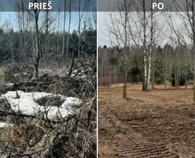 Operatyvus kelmų ir krūmų frezavimas visoje Lietuvoje ! - Šakų išvežimas - 2 Šakų išvežimas - Operatyvus kelmų ir krūmų frezavimas visoje Lietuvoje ! - 2
