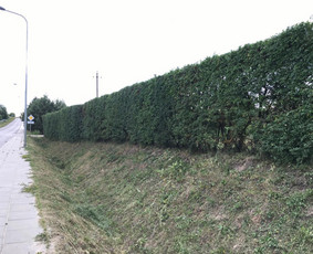 Gyvatvorių karpymas - Vejos įrengimas,gyvatvorių karpymas ir kiti gerbuvio darbai - 4