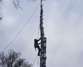 Arboristo paslaugos. Medžių pjovimas, kelmų naikinimas / Mantas Gerulis / Darbų pavyzdys ID 790175