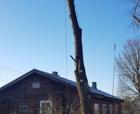 Arboristo paslaugos. Medžių pjovimas, kelmų naikinimas / Mantas Gerulis / Darbų pavyzdys ID 790177