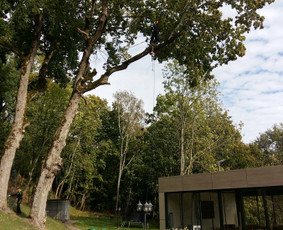 Arboristo paslaugos. Medžių pjovimas, kelmų naikinimas / Mantas Gerulis / Darbų pavyzdys ID 790183