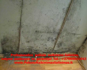 Pelėsio naikinimo-šalinimo paslaugos Vilniuje ir Kaune. Darbus atliekame visoje Lietuvoje! Tel.: +37060651043 