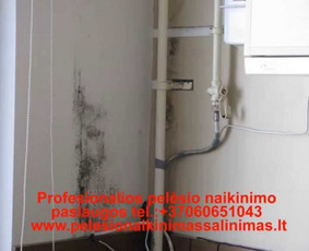 Pelėsio naikinimo-šalinimo paslaugos Vilniuje ir Kaune. Darbus atliekame visoje Lietuvoje! Tel.: +37060651043 