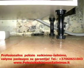 Pelėsio naikinimo-šalinimo paslaugos Vilniuje ir Kaune. Darbus atliekame visoje Lietuvoje! Tel.: +37060651043 