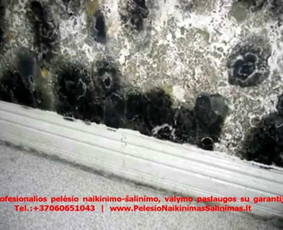 Pelėsio naikinimo-šalinimo paslaugos Vilniuje ir Kaune. Darbus atliekame visoje Lietuvoje! Tel.: +37060651043 
