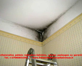 Pelėsio naikinimo-šalinimo paslaugos Vilniuje ir Kaune. Darbus atliekame visoje Lietuvoje! Tel.: +37060651043 