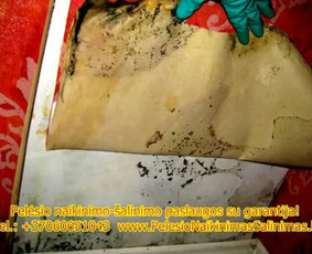 Pelėsio naikinimo-šalinimo paslaugos Vilniuje ir Kaune. Darbus atliekame visoje Lietuvoje! Tel.: +37060651043 