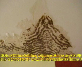 Pelėsio naikinimo-šalinimo paslaugos Vilniuje ir Kaune. Darbus atliekame visoje Lietuvoje! Tel.: +37060651043 