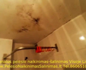 Pelėsio naikinimo-šalinimo paslaugos Vilniuje ir Kaune. Darbus atliekame visoje Lietuvoje! Tel.: +37060651043 