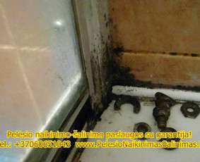 Pelėsio naikinimo-šalinimo paslaugos Vilniuje ir Kaune. Darbus atliekame visoje Lietuvoje! Tel.: +37060651043 