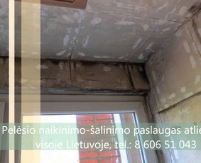 Pelėsio naikinimo-šalinimo paslaugos Vilniuje ir Kaune. Darbus atliekame visoje Lietuvoje! Tel.: +37060651043 