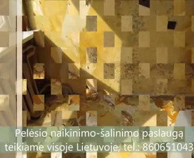 Pelėsio naikinimo-šalinimo paslaugos Vilniuje ir Kaune. Darbus atliekame visoje Lietuvoje! Tel.: +37060651043 