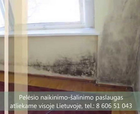 Pelėsio naikinimo-šalinimo paslaugos Vilniuje ir Kaune. Darbus atliekame visoje Lietuvoje! Tel.: +37060651043 