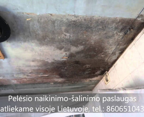 Pelėsio naikinimas-šalinimas Vilniuje ir Kaune. Darbus atliekame visoje Lietuvoje! Tel.: +37060651043 