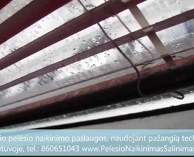 Pelėsio naikinimas-šalinimas Vilniuje ir Kaune. Darbus atliekame visoje Lietuvoje! Tel.: +37060651043 