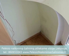 Pelėsio naikinimas-šalinimas Vilniuje ir Kaune. Priežaščių likvidavimas. Darbus atliekame visoje Lietuvoje! Tel.: +37060651043 