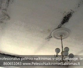 Pelėsio naikinimas-šalinimas Vilniuje ir Kaune. Priežaščių likvidavimas. Darbus atliekame visoje Lietuvoje! Tel.: +37060651043 