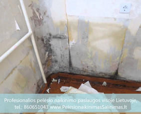 Pelėsio naikinimas-šalinimas Vilniuje ir Kaune. Darbus atliekame visoje Lietuvoje! Tel.: +37060651043 